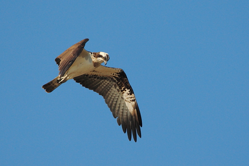 Falco pescatore